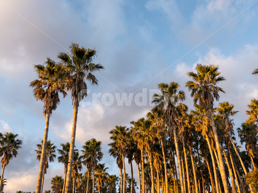 summer,여름,plant,식물,tree,나무,야자수,야자,구름,하늘,자연,풍경,nature,landscape,식물,plants,나무,trees,wood