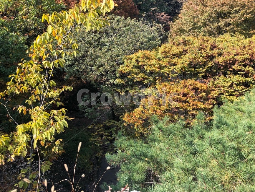 nature,자연,vegetation,초목,plant,자연,풍경,nature,landscape