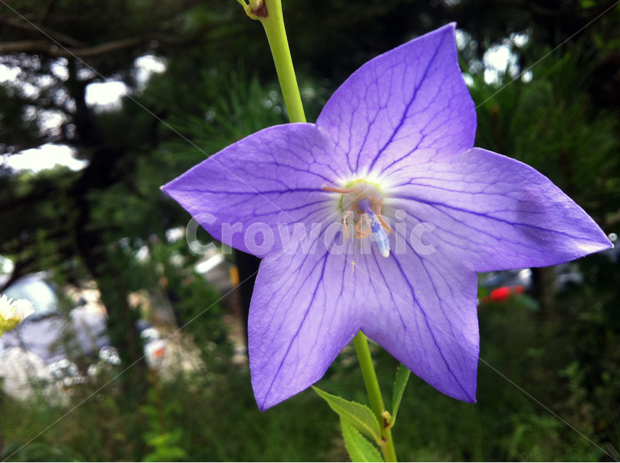 꽃,정원,잎사귀,보라색,도라지,flower,purple,줄기,식물,자연,plants,nature,꽃,flower
