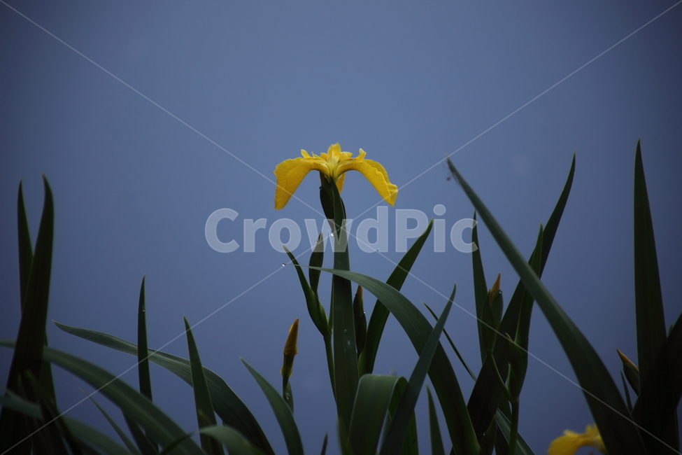 이슬,노랑꽃창포,창포,봄,황창포,yellowflagiris