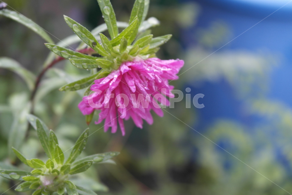 plant,식물,꽃,flower,blossom,비오는날,비에젖은꽃,rainyday,wetflower,야생화,사물,야외