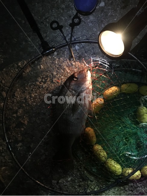 생선,참돔,낚시,fish,fishing,세로,세로사진,밤낚시,수산물,해산물,fishery products,seafood