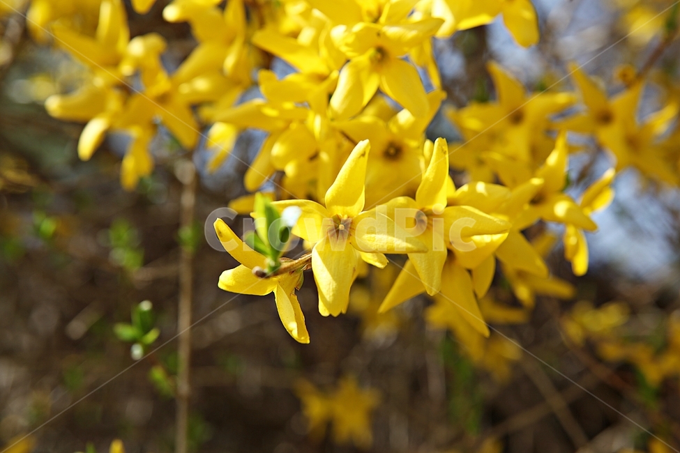 개나리,개나리꽃,꽃,봄꽃,노란꽃,봄,식물,자연,공원,식물,자연,plants,nature,꽃,flower
