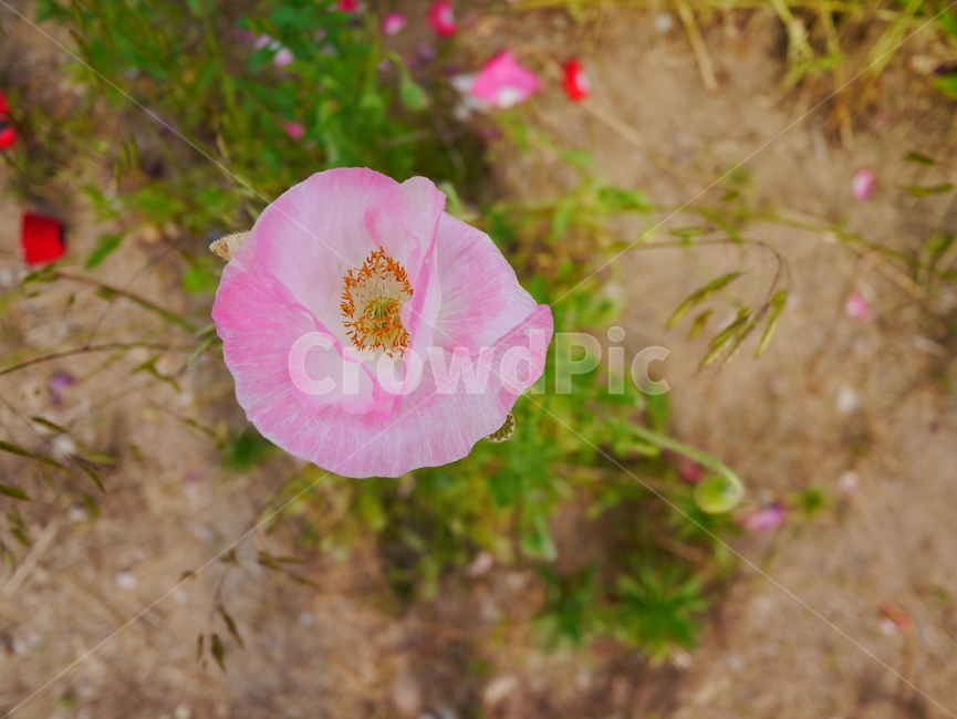 자연,꽃,flower,분홍,초록,식물,자연,plants,nature,꽃,flower