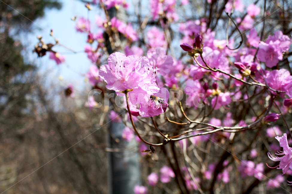 진달래,벌,봄꽃,봄,곤충,식물,분홍꽃,koreanrosebay,계절,spring,봄,계절,spring,season,plant,flower,꽃,blossom,cherry blossom,벚꽃
