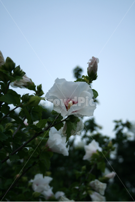 무궁화,식물,flower,plants,nature,꽃,꽃봉오리,식물,자연,plants,nature,꽃,flower