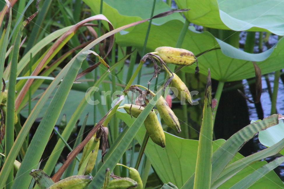 붓꽃,열매,종자,식물,siberianiris,식물,자연,plants,nature