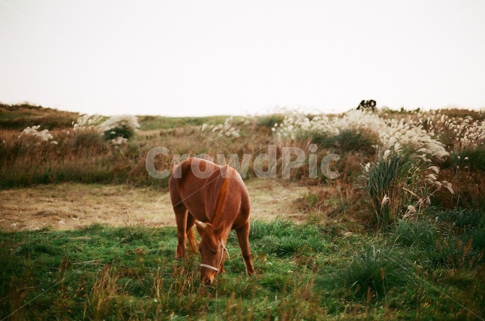 갈대,갈대밭,풍경,뷰,하늘,plant,식물,grass,잔디,말,동물,자연,nature,들,field,동물,animal,포유류,mammal