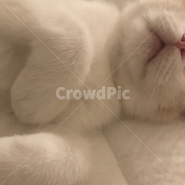 고양이,고양이발,고양이입,솜방망이,스코티쉬폴드