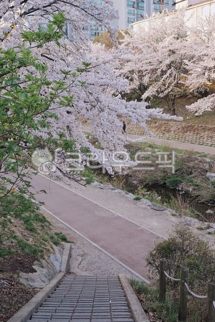벚꽃,풍경,감성,공원,봄,산책,산책로,탄천,다리,벚꽃길,나무,flower,cherryblossom,blossom,식물,plant,봄,계절,spring,season