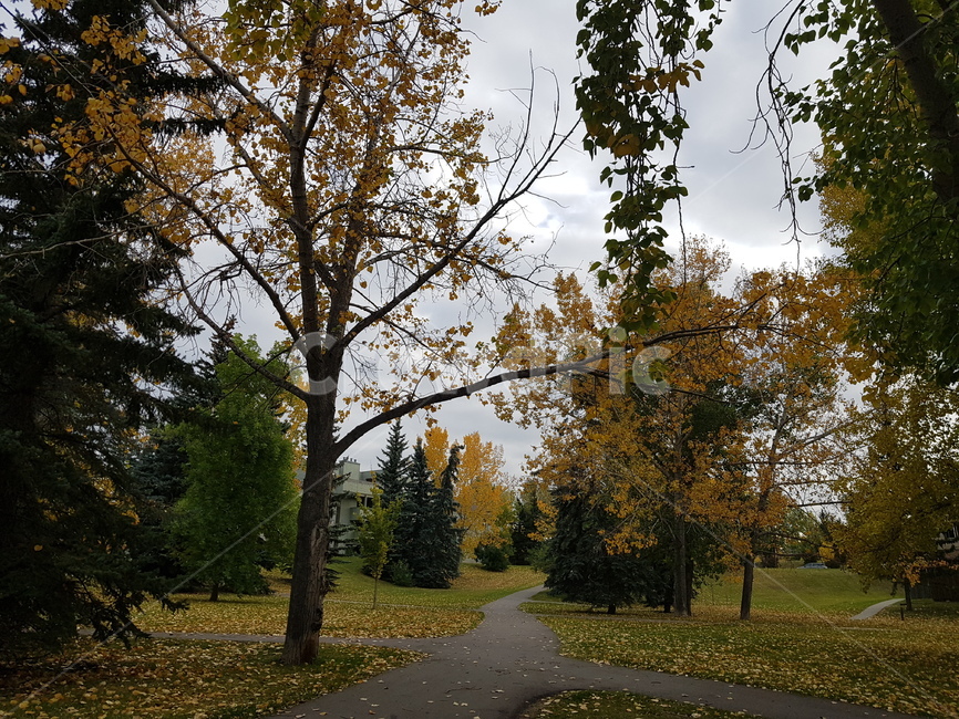 park,공원,가을,단풍,풍경,가을,계절,fall,autumn,season,자연,풍경,nature,landscape,tree,나무,plant,식물,asphalt,아스팔트,road,도로