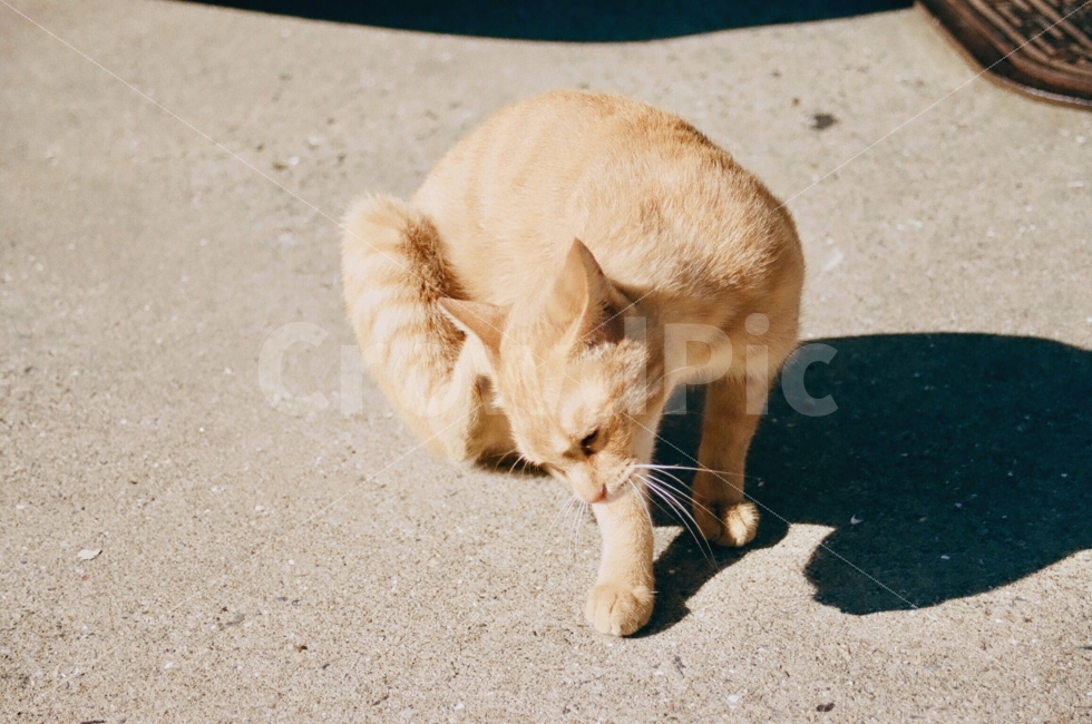 동물,고양이,animal,cat,새끼,포유류,그림자,길거리,street,동물,animal,포유류,mammal,고양이,cat,kitten,kitty,감성,sensible,feeling