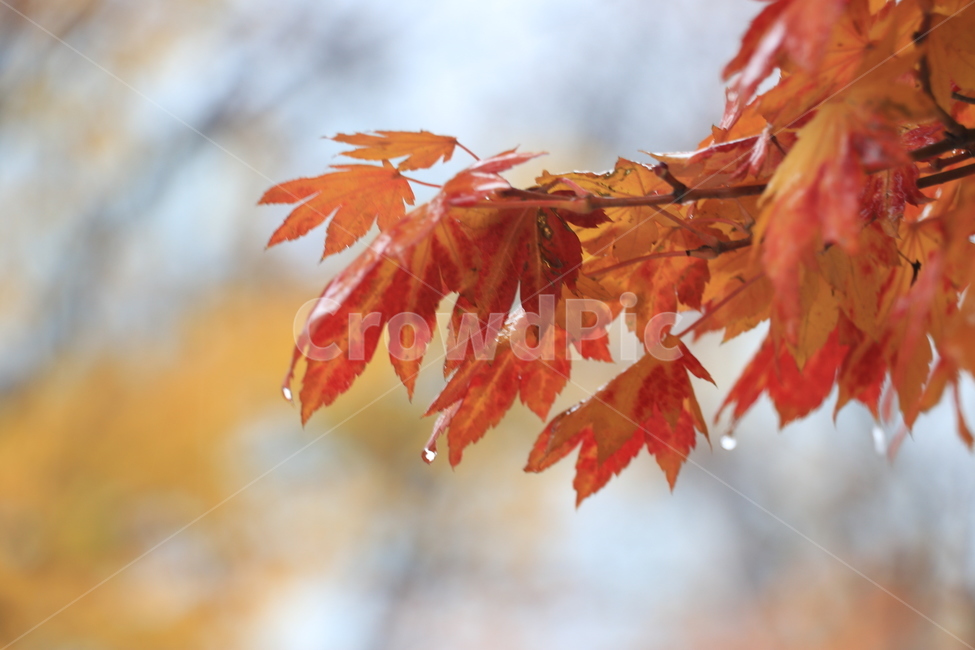 가을,낙엽,비,autumn,rain,가을비,autumnalrain,가을,계절,fall,autumn,season,식물,자연,plants,nature,plant,leaf,잎,tree,나무,maple,단풍