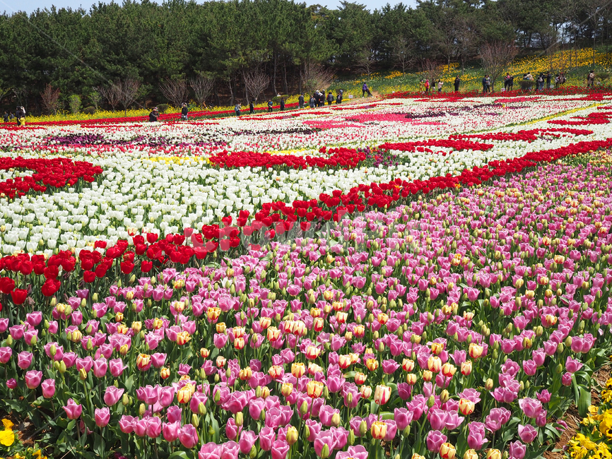 튤립,꽃,식물,봄,자연,계절,plants,spring,nature,flower,tullip