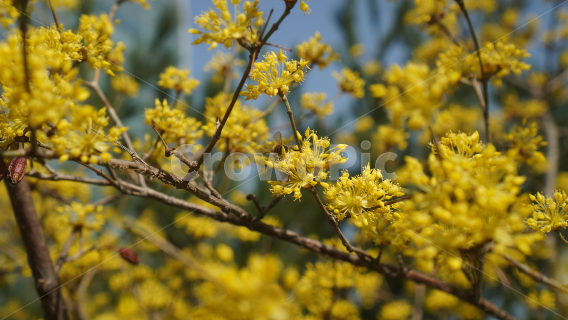 pollen,화분,plant,식물,노란꽃,봄