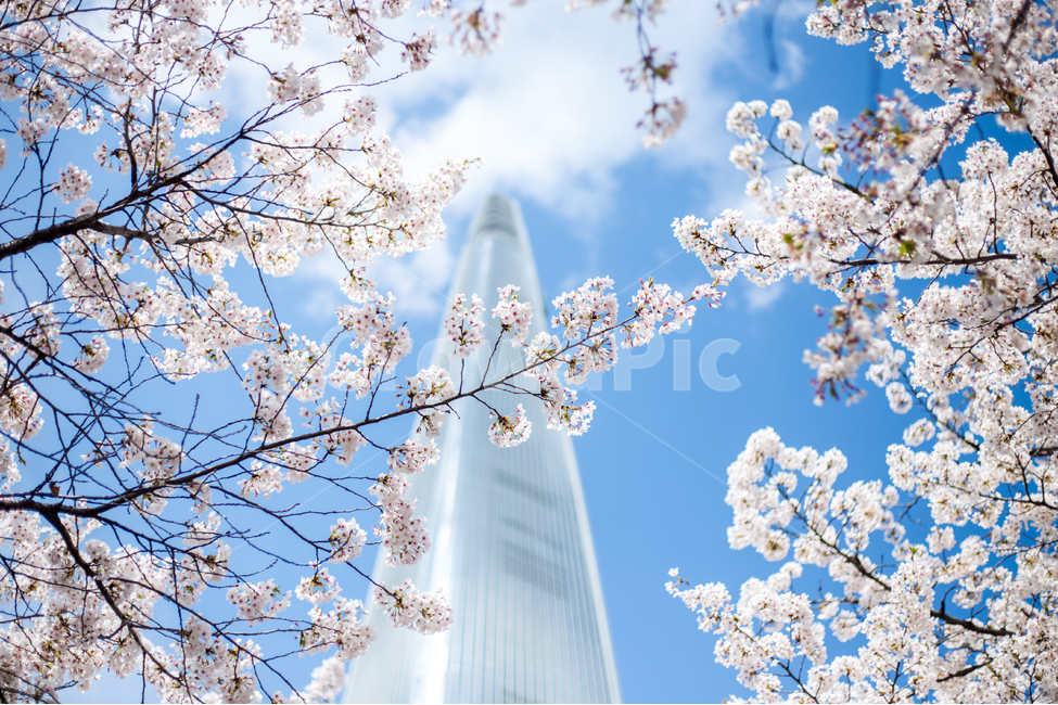 봄,꽃,벚꽃,자연,감성사진,풍경,감성,도시,나무,빌딩,하늘,city,nature,season,flower,tree,sky,fall,봄,계절,spring,season,랜드마크,landmark,tourist attraction,한국랜드마크,한국관광지,한국명소,korea landmark,korea tourist attraction,식물,자연,plants,nature,꽃,flower,건축물,건물외관,exterior,building,structure,architecture,construction,plant,cherry blossom,blossom