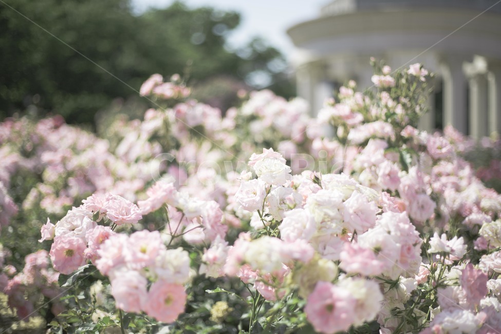 꽃,장미,분홍장미,분위기,로맨틱,꽃밭,꽃정원,신전,rose,pinkrose,romantic,mood,flowergarden,식물,자연,plants,nature,꽃,flower
