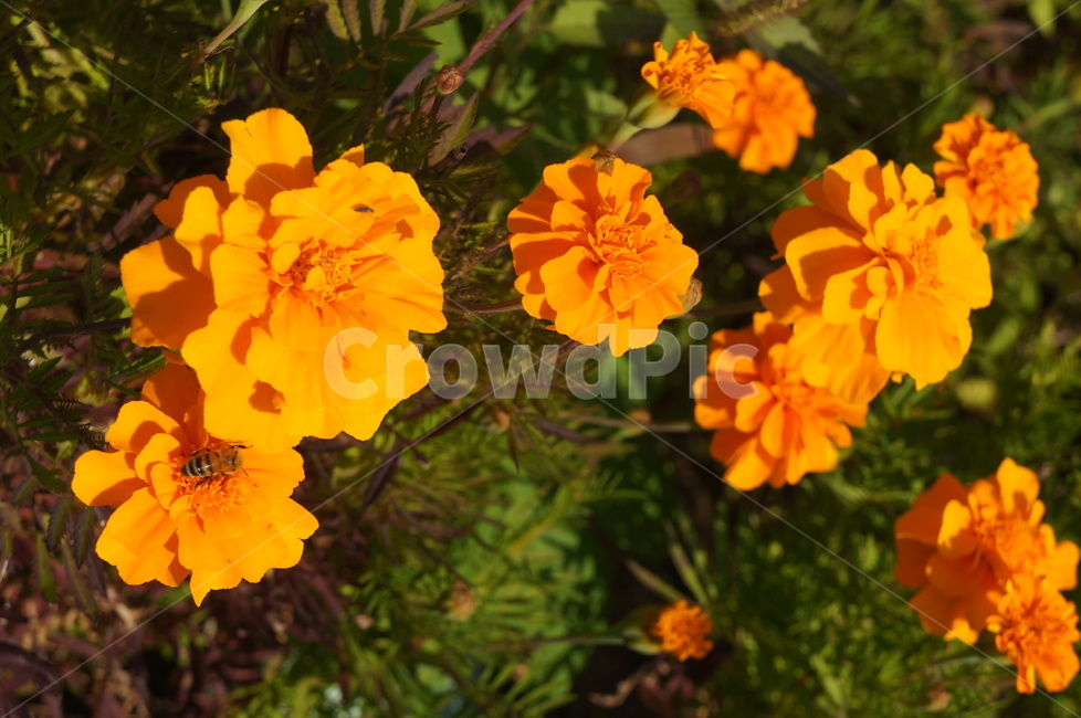 메리골드,노란꽃,가을꽃,가을화단,국화과식물,천수국,아프리칸메리골드,식물,자연,plants,nature,꽃,flower