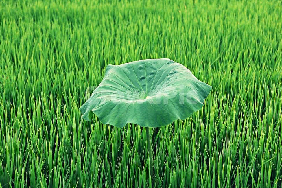 연잎,벼,논,식물,풍경