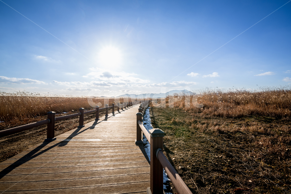억세,갈대,산책로,공원,야외,가을,계절,fall,autumn,season,bridge,다리,building,건물,boardwalk