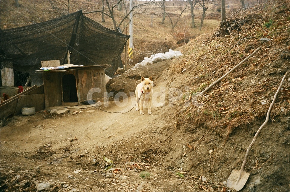 개,시골강아지,시골개,동물,시골,시골풍경,휴식힐링,시골,마을,풍경,landscape,country,rural,town,동물,animal,포유류,mammal,개,강아지,dog,doggy