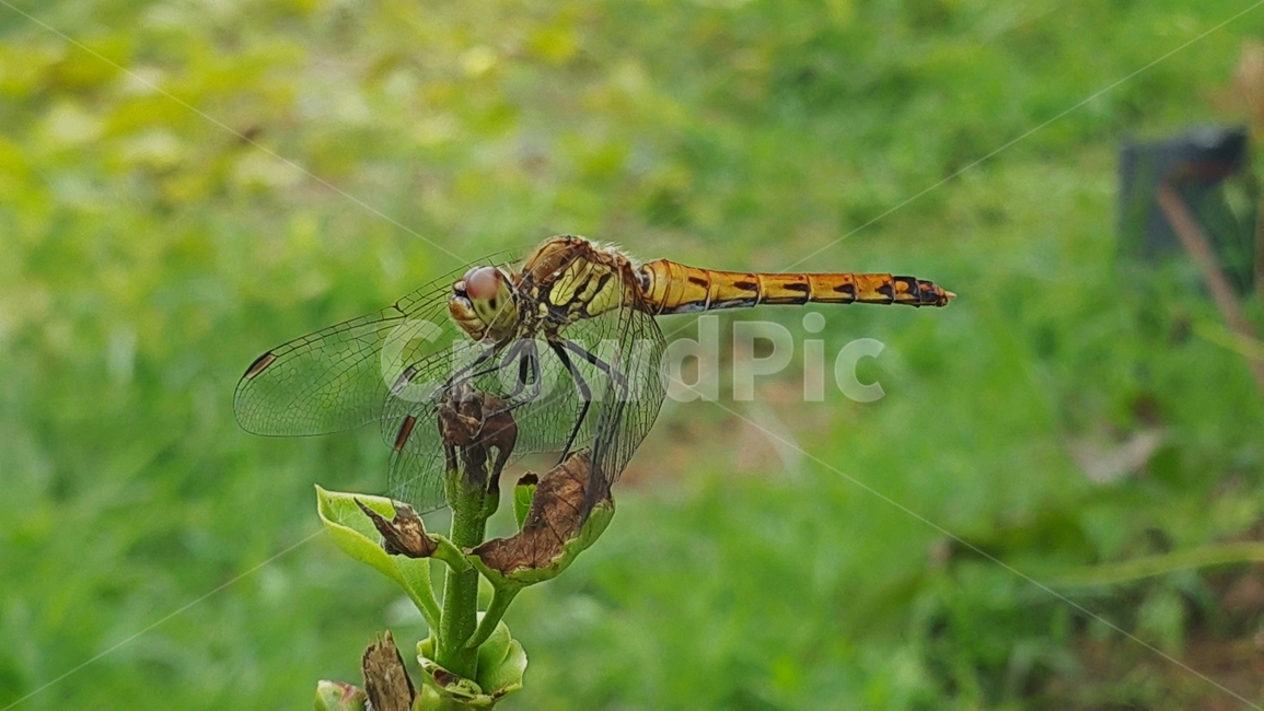잠자리,곤충,풀밭,푸르른,안착,내려앉음,adragonfly,insect,bug,동물,animal,곤충,벌레,insect,bug