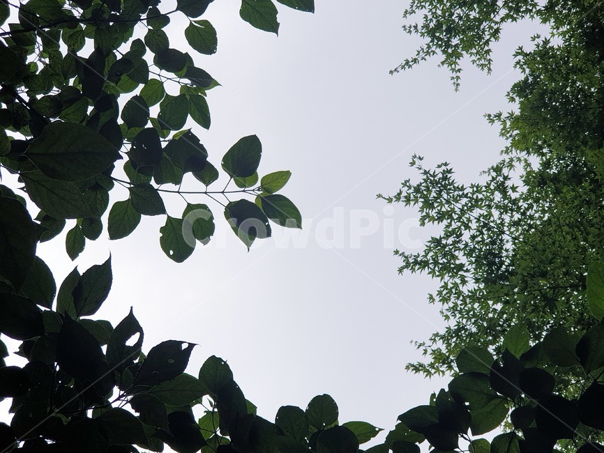 leaf,잎,plant,식물,하늘,sky