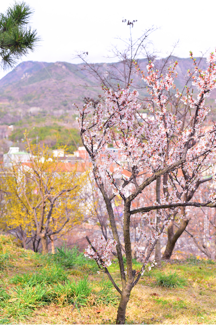 봄,벚꽃,나무,분홍,따뜻함,봄,계절,spring,season,식물,자연,plants,nature,꽃,flower,plant