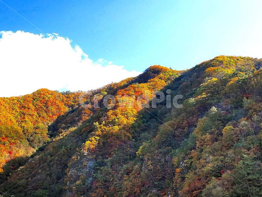 단풍,가을,산,나무,붉은단풍,가을,계절,fall,autumn,season,자연,풍경,nature,landscape,outdoors,옥외,mountain