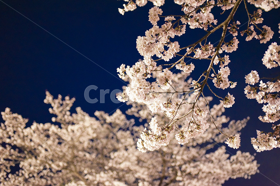 벚꽃,벚나무,야경,벚꽃야경,봄,색감,감성,자연,nature,cherryblossoms,운치,전경,봄,계절,spring,season,자연,풍경,nature,landscape,plant,식물,flower,꽃,blossom