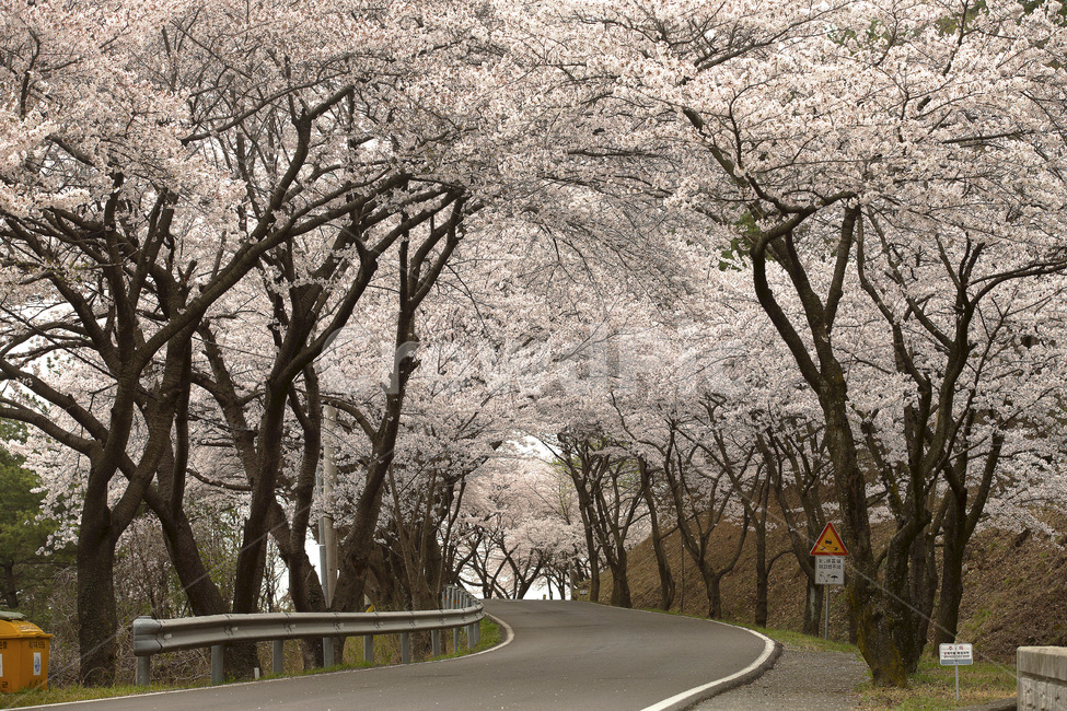 road,도로,벚꽃,flower,blossom,봄,계절,spring,season