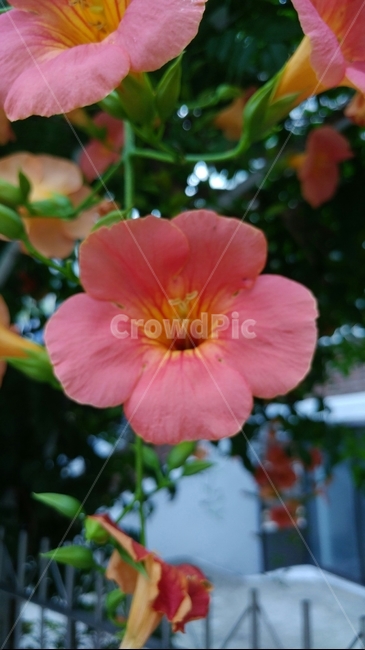 꽃,flower,무궁화,힐링,식물