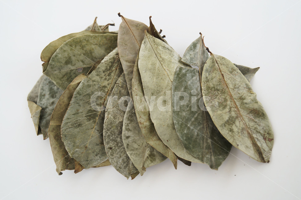 그라비올라,plant,식물,leaf,잎,슈퍼푸드,잎사귀,이파리,자연,nature