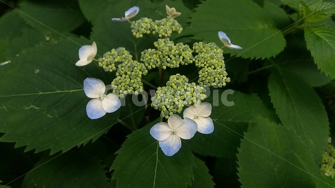 산수국,산책길,수국,숲길,산수국꽃,수국꽃
