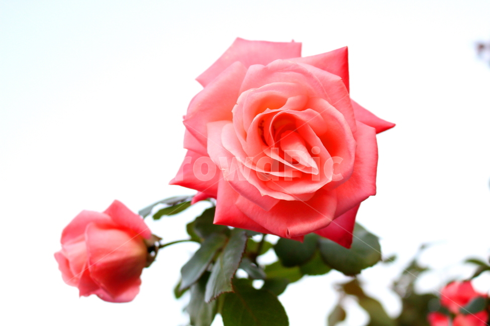 장미,꽃,장미꽃,나무,식물,원예종,관상용,식물,자연,plants,nature,꽃,flower