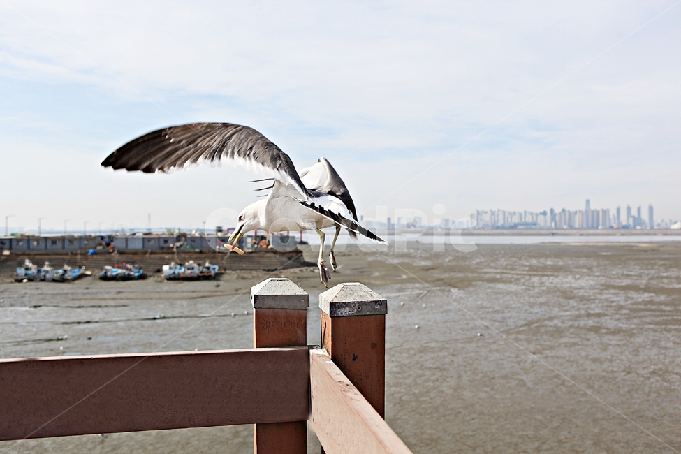 갈매기,조류,새,하늘,자연,풍경,배경,풍광,동물,animal,조류,새,birds