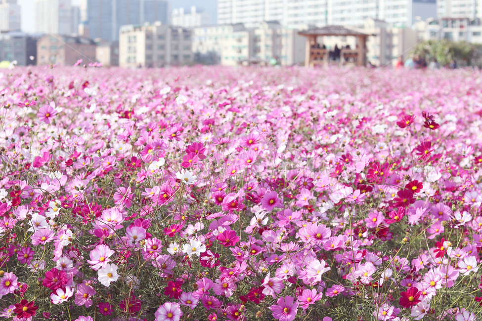 꽃,코스모스,코스모스밭,가을,분홍꽃,blossom,flower,식물,자연,plants,nature,꽃,flower