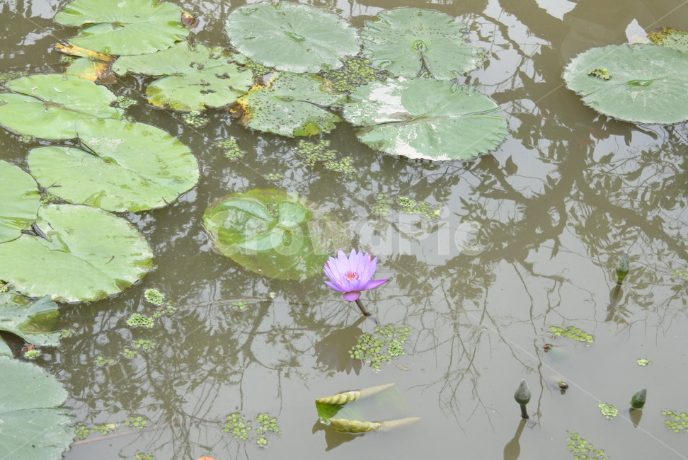 식물,꽃,연꽃,lotus,flower,식물,자연,plants,nature,꽃,flower