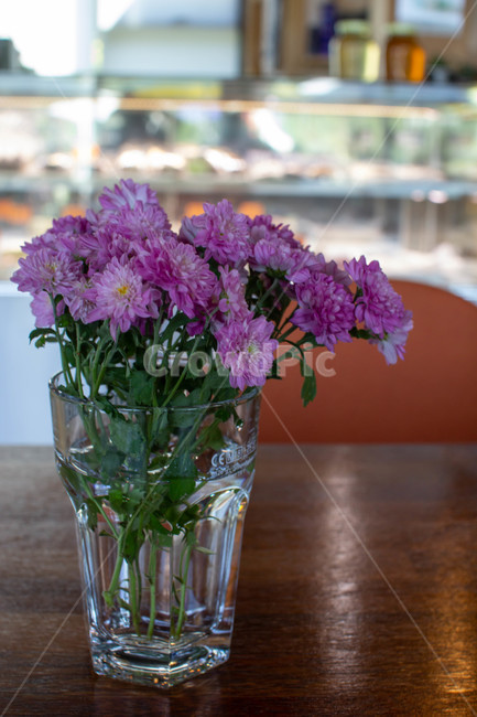 꽃,화분,화단,plant,식물,flowerarrangement,blossom,꽃꽂이,flower,실내용화초,화분,화초,house plant