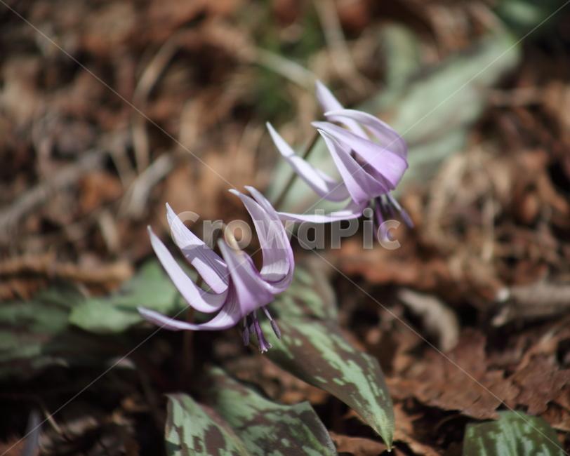 엘레지,엘리지,꽃,봄,erythroniumjaponicum,봄,계절,spring,season,식물,자연,plants,nature,꽃,flower,plant,blossom
