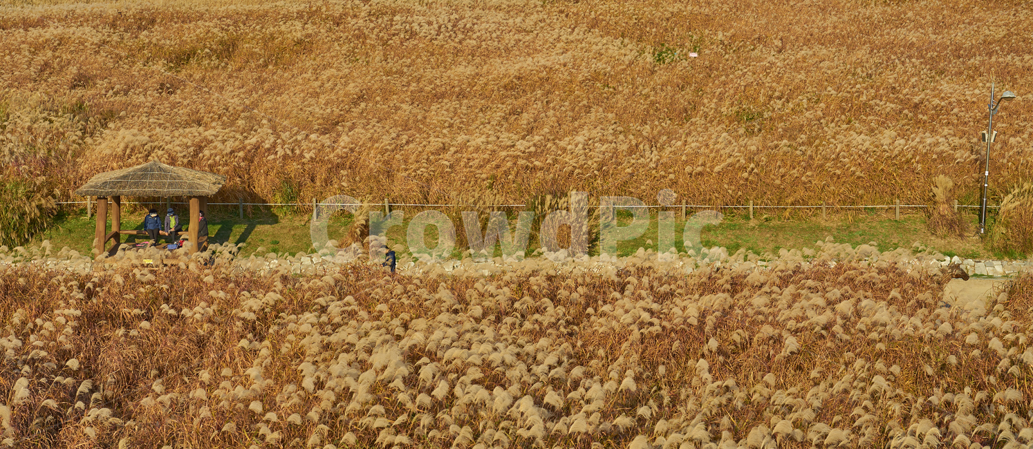 하늘공원,억새,노을,저녁,하늘,휴식처,정자,휴식,길,가을,계절,fall,autumn,season,자연,풍경,nature,landscape