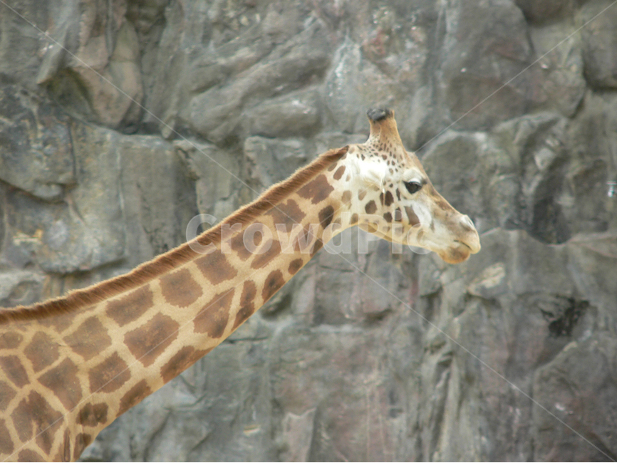 동물,포유류,기린,목,zoo,동물,animal,포유류,mammal