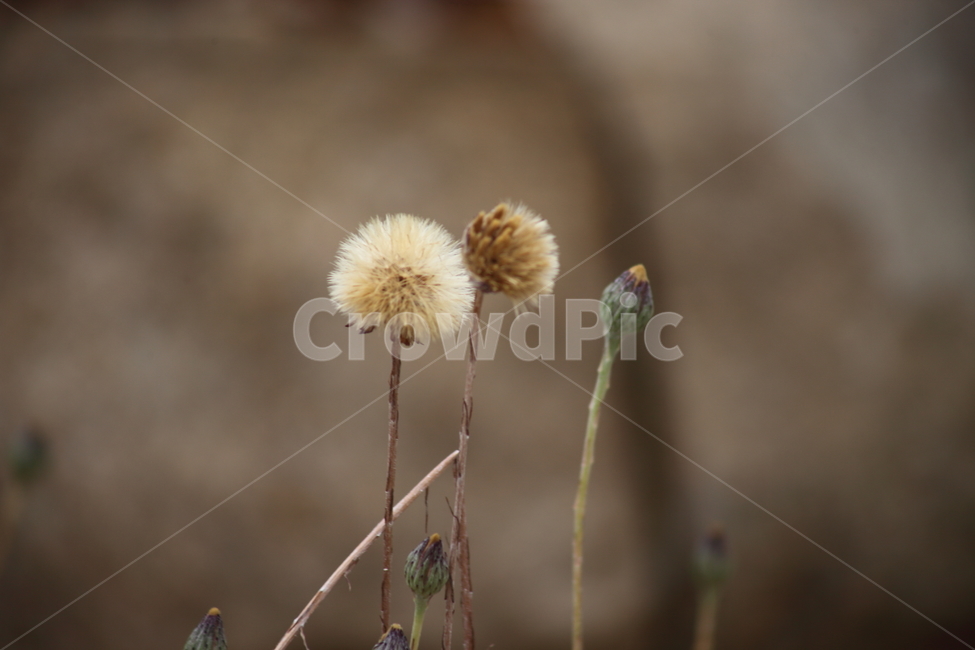 솜나물,씨방,종자,번식,leibnitziaanandria,식물,자연,plants,nature,꽃,flower