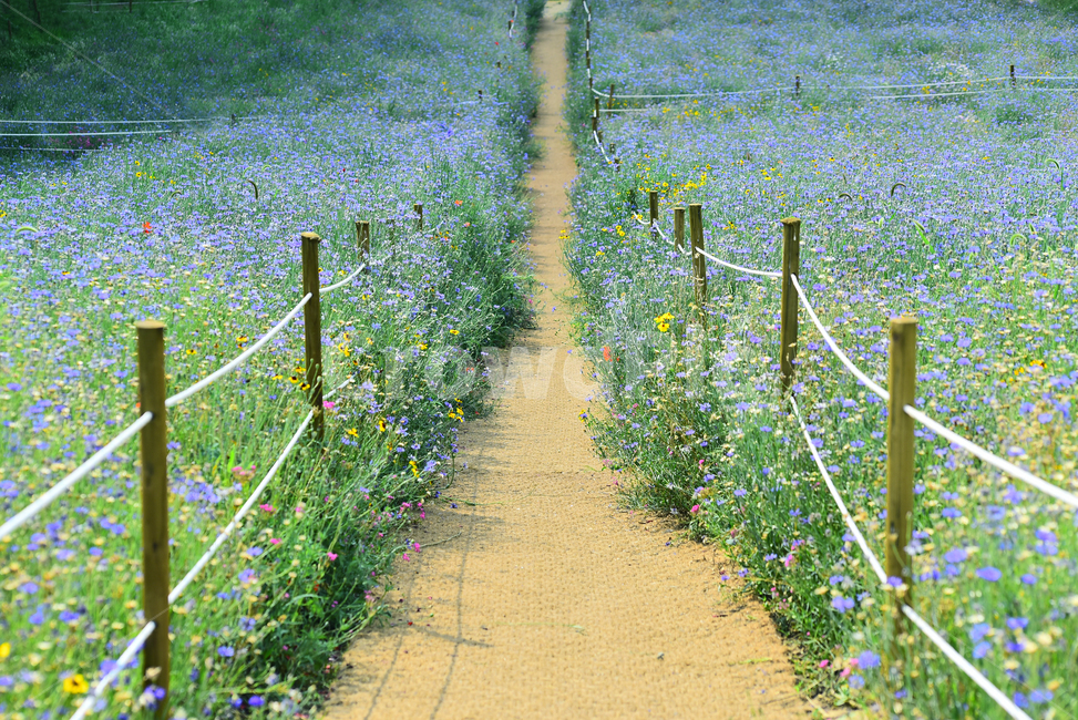 꽃밭,꽃길,전원풍경,시즌,계절,season,flowers,수레국화,금계국,배경,바탕,백그라운드,flowergarden,가느,정원,6월,목가적,풍경,landscape,들꽃,꽃누리,background,힐링,healing