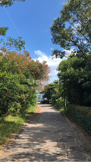 하늘,나무,도로,풀,숲,경치,tree,road,way