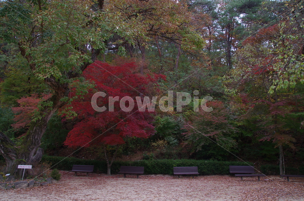 단풍,단풍나무,경치,풍경,가을풍경,가을,가을,계절,fall,autumn,season,자연,풍경,nature,landscape,tree,나무,plant,식물,bench,벤치,furniture,가구