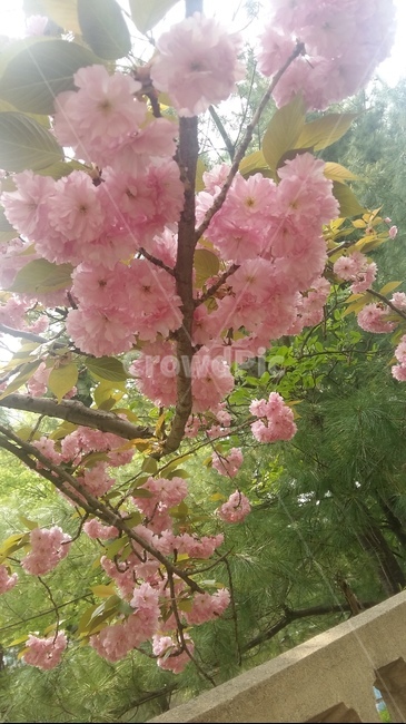 겹벚꽃,벚꽃,봄꽃,꽃,벚나무