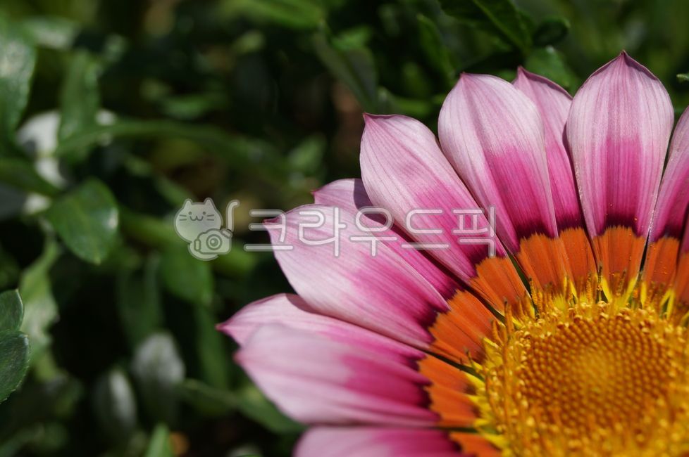꽃,배경화면,분홍,핑크,가자니아,gazania