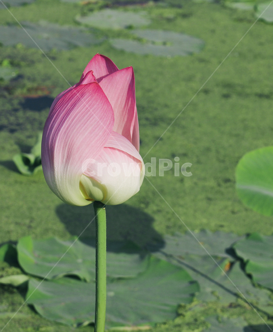 연꽃,수련,꽃,식물,연잎,꽃봉우리,꽃망울,lotus,blossom,flower,sprout,plant