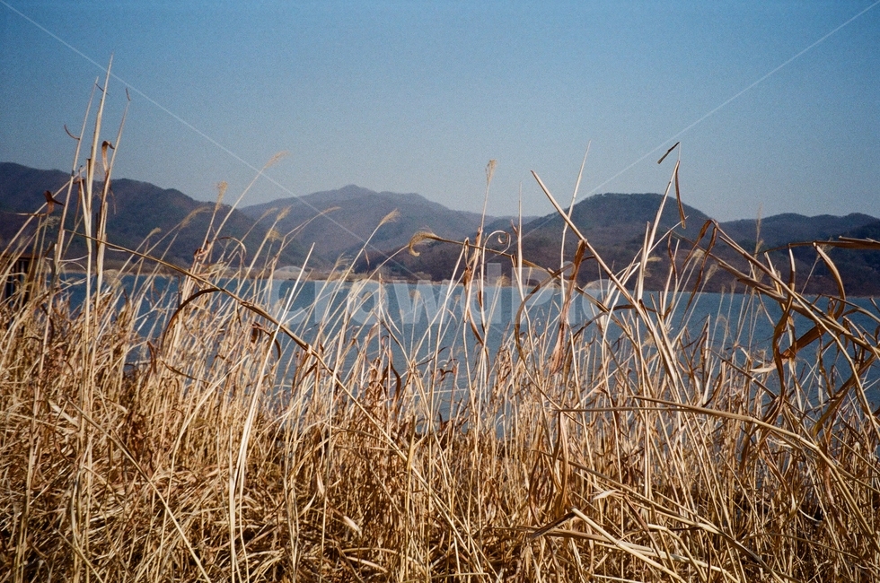 잔디,grass,plant,갈대나무,식물,lawn